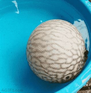 pufferfish | Tag | PrimoGIF