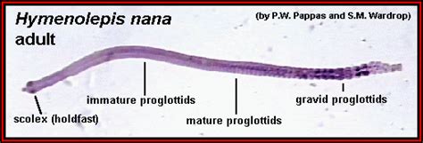 Hymenolepis Nana | Medical Laboratories