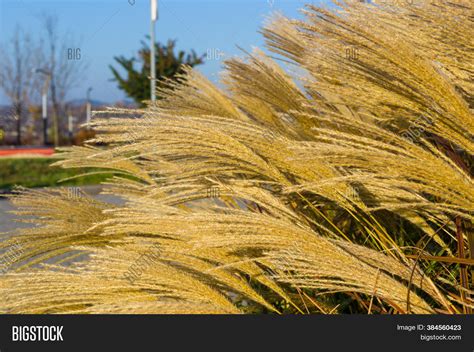 Chinese Silver Grass, Image & Photo (Free Trial) | Bigstock