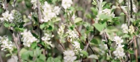 Growing Saskatoons — Saskatoon Farm