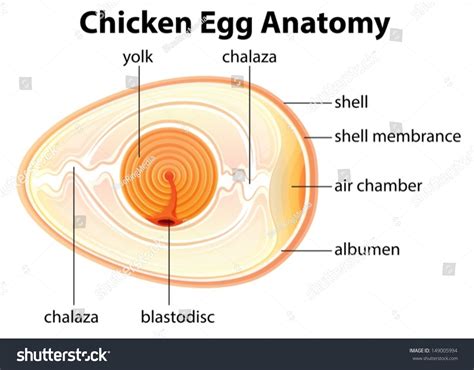 Illustration Showing Chicken Egg Anatomy Stock Vector (Royalty Free ...