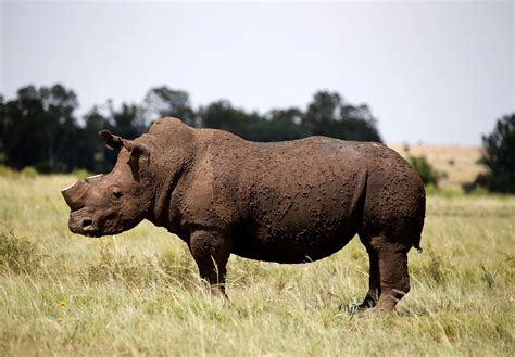 World Bank sells first 'rhino' bond to help South Africa's conservation efforts | Reuters