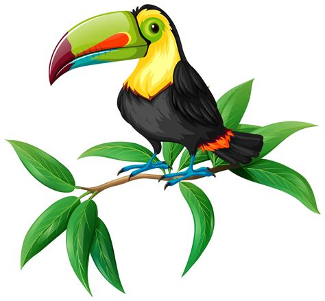 A Vector of Toucan on White Background 298511 Vector Art at Vecteezy