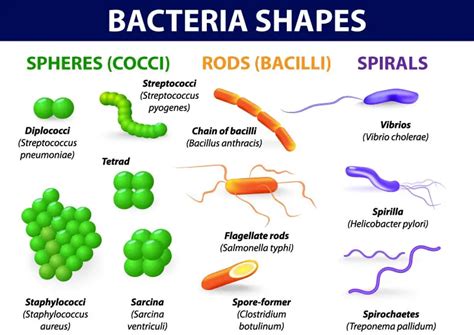 Various shapes and arrangements of Bacterial cells - Laboratoryinfo.com