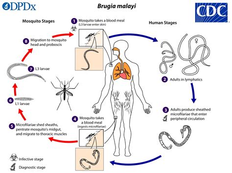 CDC - DPDx - Lymphatic Filariasis