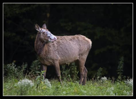 Rare White Face (Piebald) Elk... | White face, Elk, Face