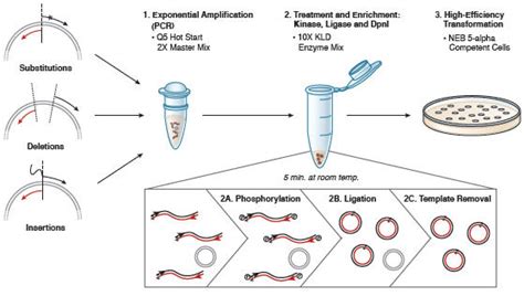 Site Directed Mutagenesis | NEB