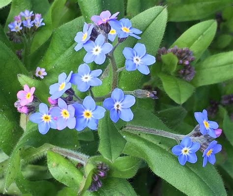 #Forgetmenot | Forget me not, Plants