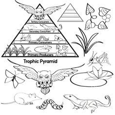 Trophic levels in pyramid, worksheet activity. Shows how animals obtain energy throughout the ...