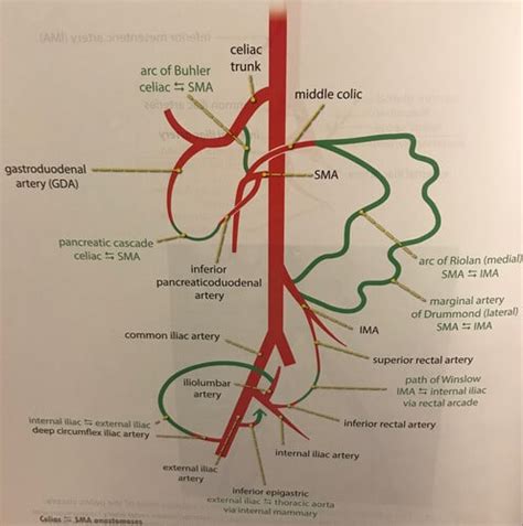 Branches of Celiac trunk, Superior and Inferior mesenteric arteries and veins | Epomedicine