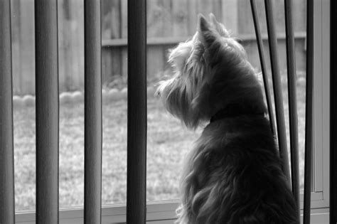 Wee Westie Longing for Squirrel Dinner | Yoshi peers out my … | Flickr