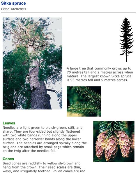 Vancouver Island Big Trees: Identify Trees