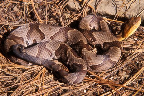 Pennsylvania Woman Bitten by Venomous Snake That 'Jumped Out' at Her ...