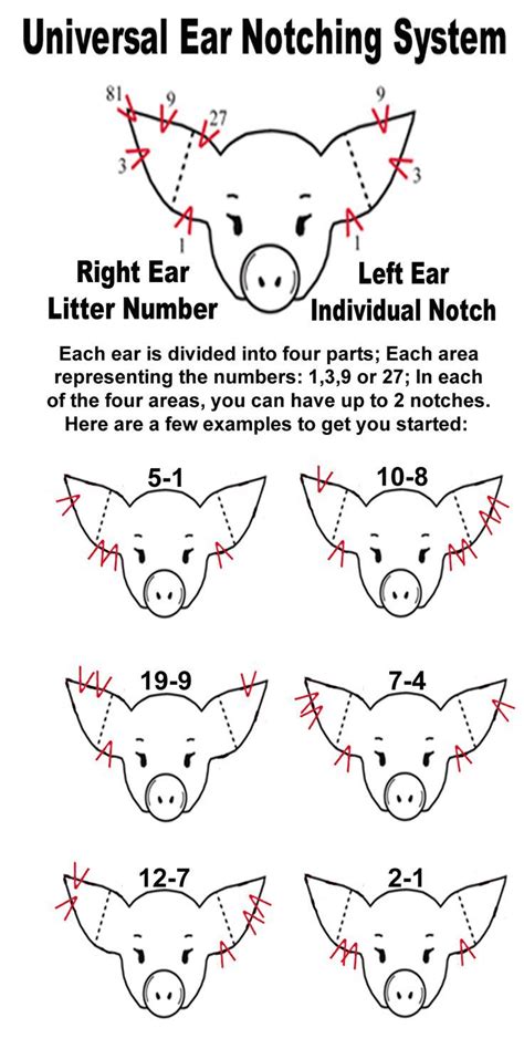 Explain How To Read Pig Ear Notches