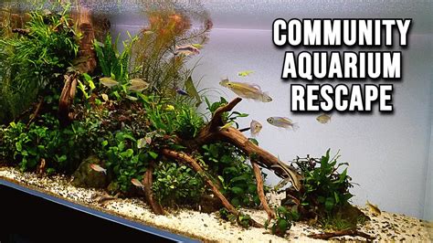 A New Beginning - Planting (200L Aquarium Setup) - YouTube