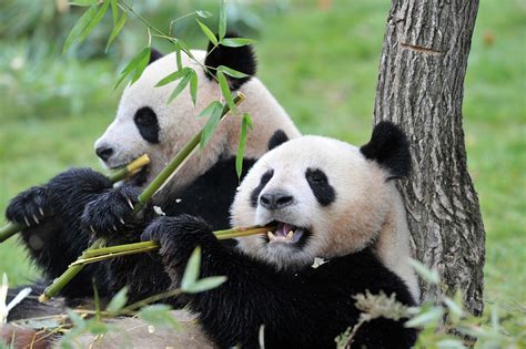 China Plans Giant Reserve for Endangered Pandas | Financial Tribune