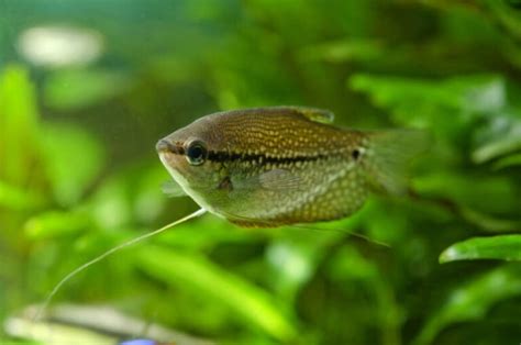 Pearl Gourami • Care Guide (Tank Setup, Mates & Diet)