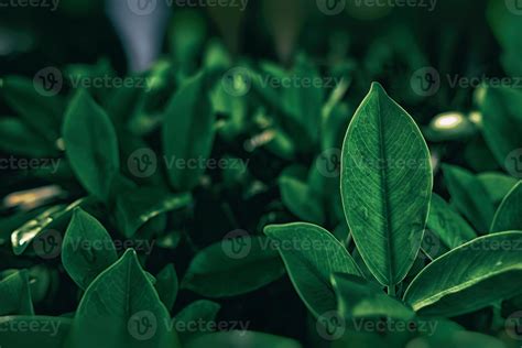 Green Leaves Texture Background in Dark Tone. 21523336 Stock Photo at ...