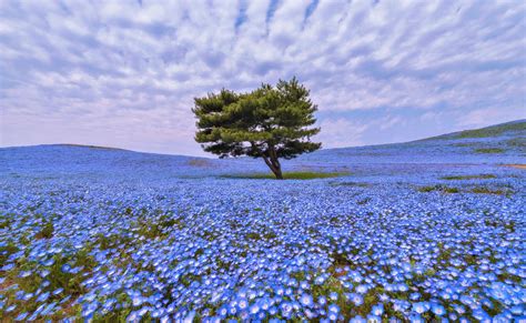 Flower Field Ultra HD Wallpapers - Wallpaper Cave