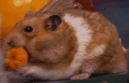 Pizza-Hamster GIFs - Find & Share on GIPHY