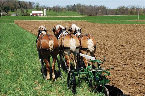 An Amish Lesson for Small Business Success - WSJ