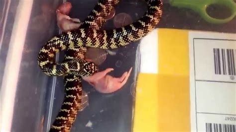 Baby brooks kingsnake feeding - YouTube