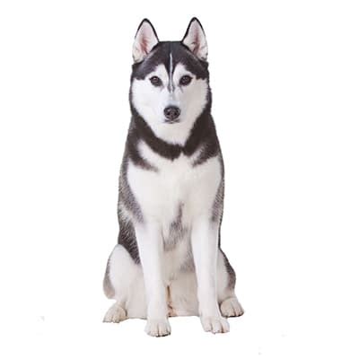 Bán Chó Husky Thuần Chủng - Bảo Hành Toàn Diện 365 Ngày