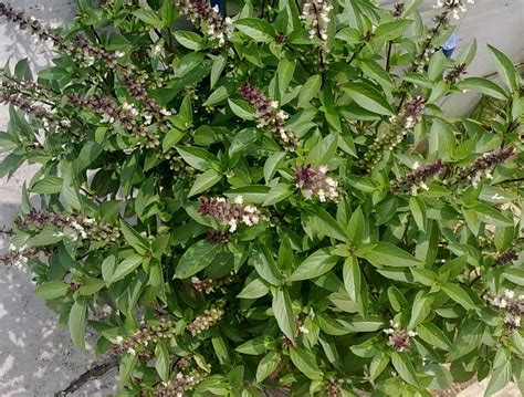 Organic Sacred Holy Basil Ocimum tenuiflorum - 100 Seeds