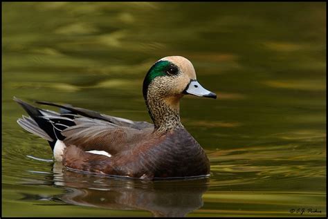 29 best images about Beautiful American Wigeon Duck Photography on ...