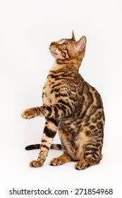 Bengal Cat Playing Stock Photo 271854968 | Shutterstock