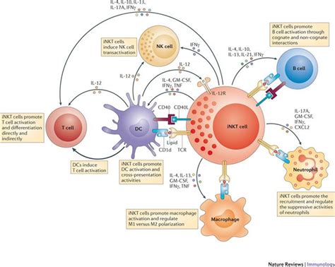 Invariant natural killer T cells: an innate activation scheme linked to diverse effector ...