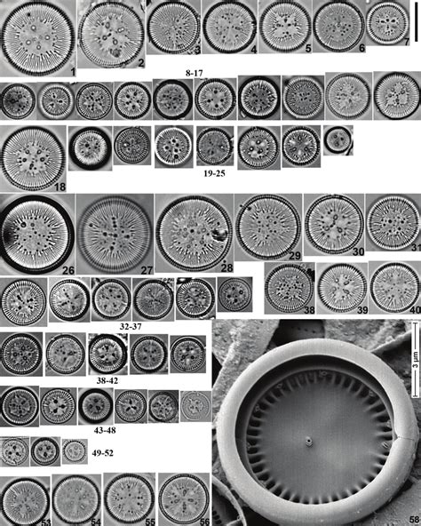 1-58 = Cyclotella ocellata. 1-57 = light microscope; 58 = scanning... | Download Scientific Diagram