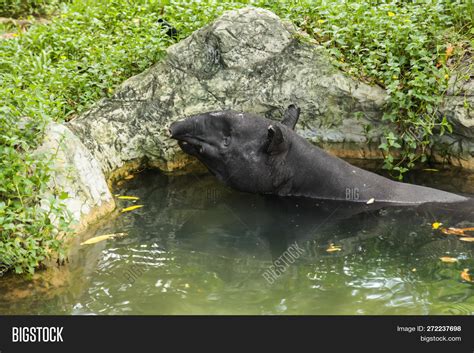 Animal: Tapir Large, Image & Photo (Free Trial) | Bigstock