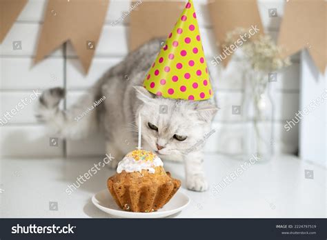 26,390 Cat Celebrating Birthday Images, Stock Photos & Vectors ...