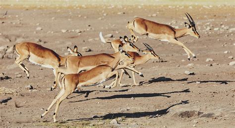 jumping Impala antelope, africa safari wildlife Photograph by Artush Foto - Fine Art America