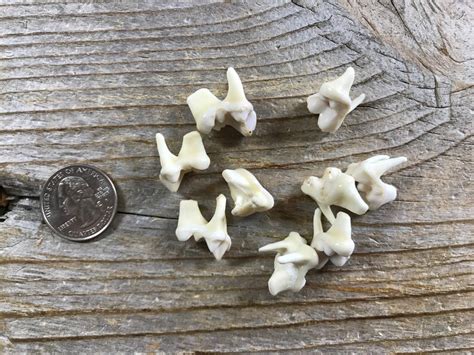 Real Coyote Teeth Your Choice of Type Stock No. COYTEETH | Etsy