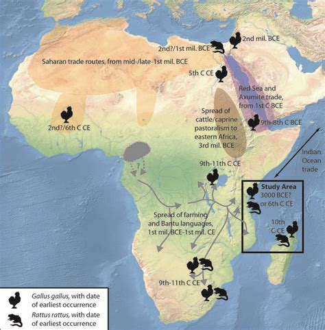 Early Indian Ocean trade routes bring chicken, black rat to eastern Africa