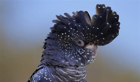 New subspecies of red-tailed black cockatoo discovered - Australian Geographic