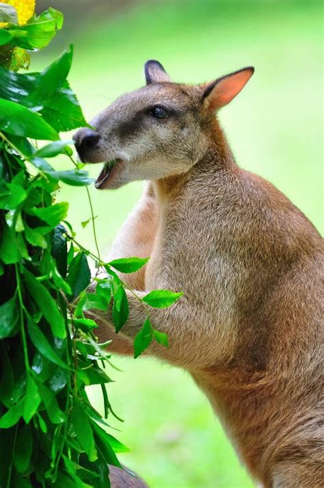 Red Kangaroo Enjoying Its Food Stock Photo - Image of animal, kangaroo: 15720992