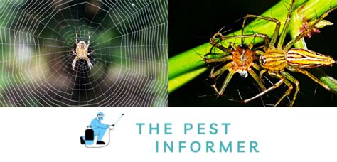 What Do Spiders Eat? - Exploring the Diet of Common House Spiders