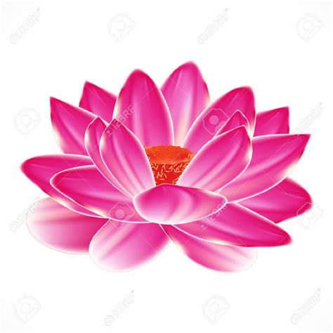 Pink water lily clipart - Clipground