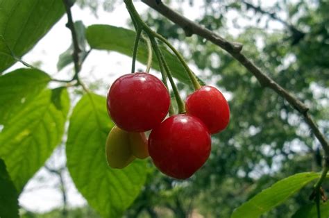 Cherry Trees: Sweet Secrets for Tons of Fruit – FastGrowingTrees.com