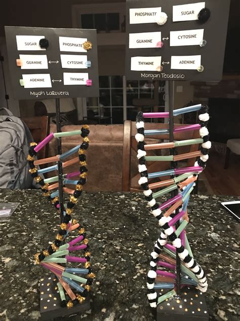 DNA helix School Project | Dna model project, Dna project, Dna model