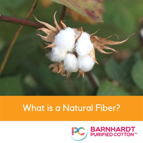 What Is a Natural Fiber? | Barnhardt Purified Cotton