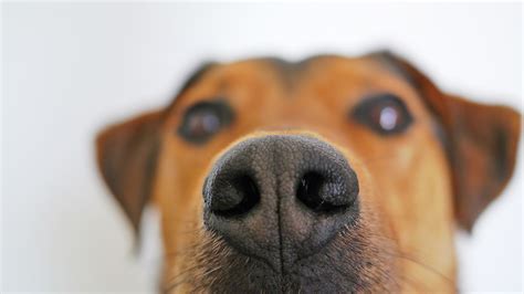 Sniff it Out: New Book Follows Dogs ‘Into a World of Smell’ | Chicago ...