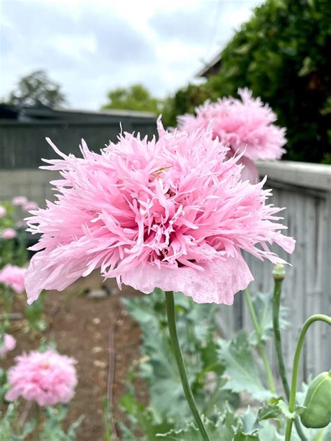 37 of the Best Perennial Cut Flowers for your Cutting Garden