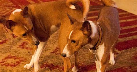 Basenji Rescue and Transport Blog: Basenjis as a Pack