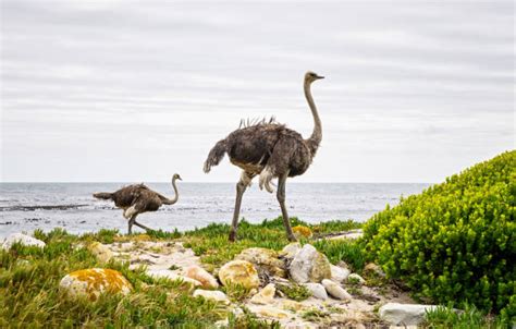 810+ Ostrich Running Photos Stock Photos, Pictures & Royalty-Free ...