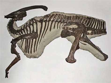 Parasaurolophus | Extinct Animals