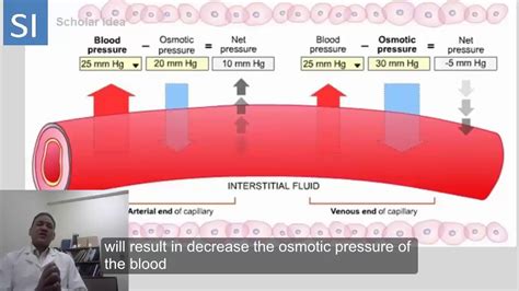 Hydrostatic pressure Vs Oncotic pressure ..... made easy!!! - YouTube